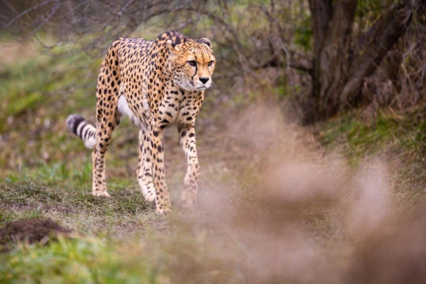 African cheetah his nature habitat african wild cats animals wild fastest cat planet (1)