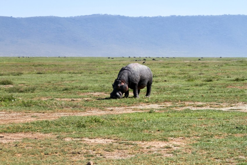 Hippopotamus in Hippo Pool in Ngorongoro