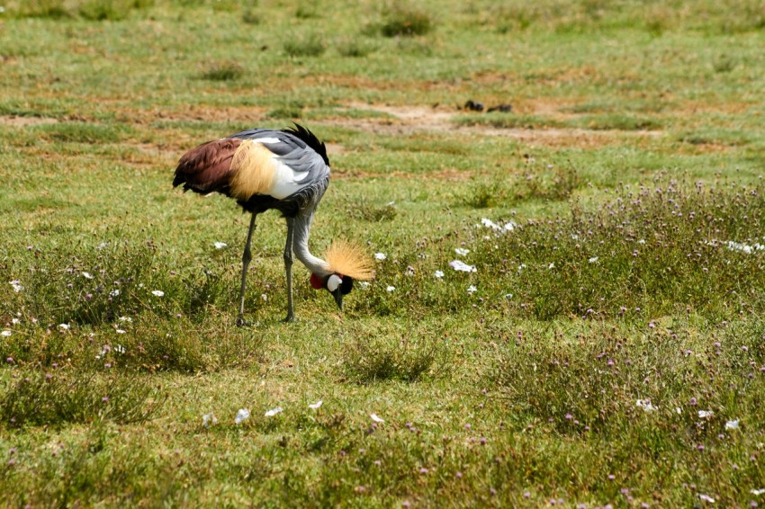 The grey crowned crane in Ngorongoro crater