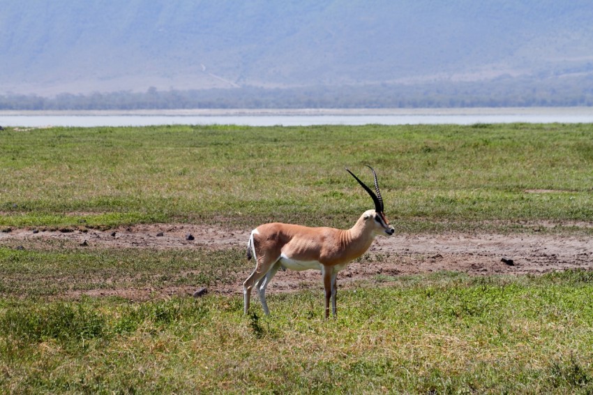 Gazelle sightings is the Ngorongoro Crater